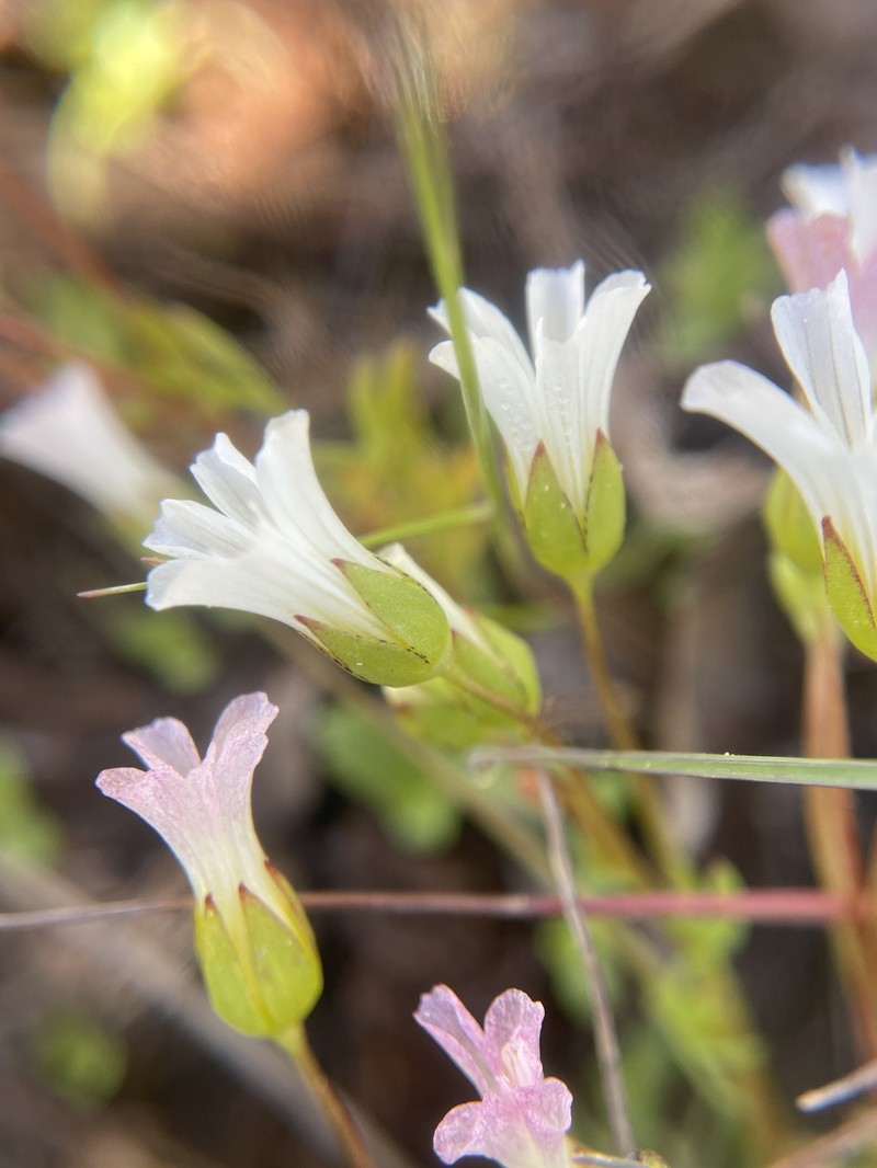 Limnanthes alba subsp. versicolor photo 2