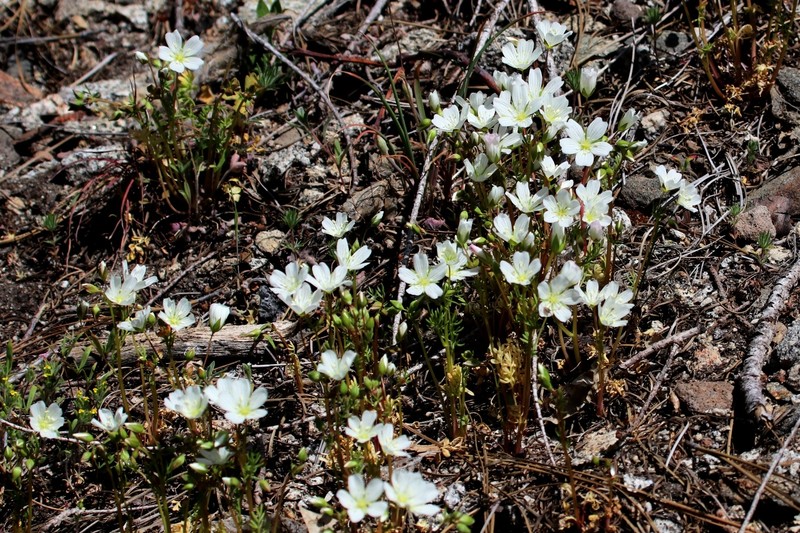 Limnanthes alba subsp. versicolor photo 5