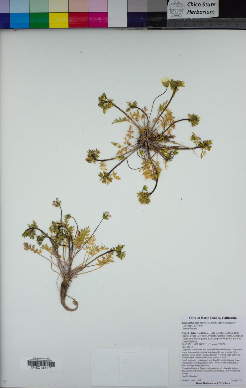 Limnanthes alba subsp. versicolor photo 6