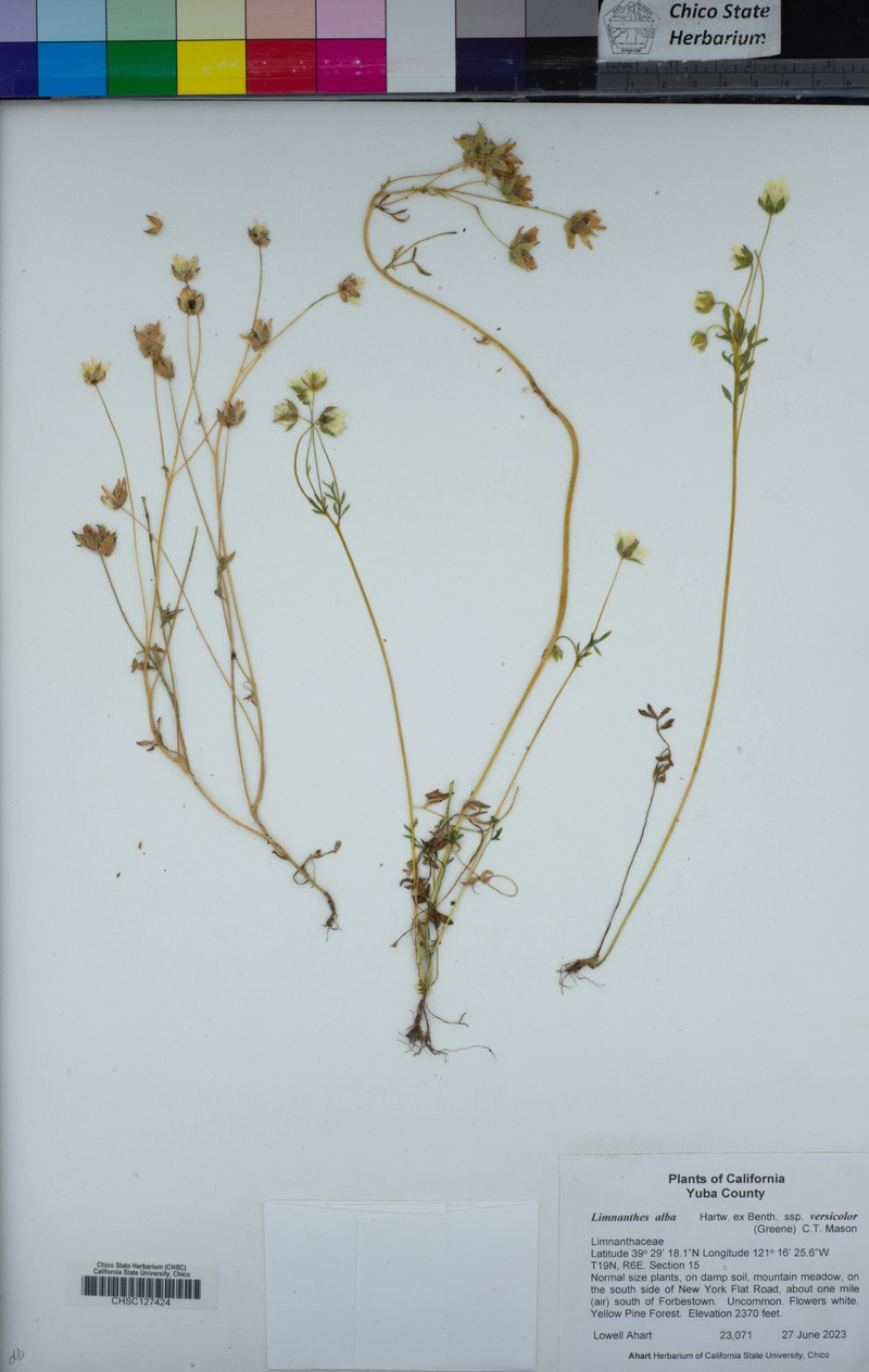 Limnanthes alba subsp. versicolor photo 8