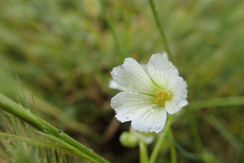 Baker's Meadowfoam photo 2