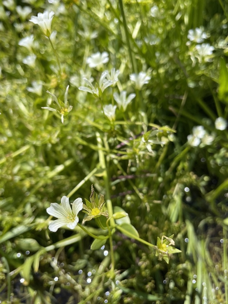 Baker's Meadowfoam photo 3