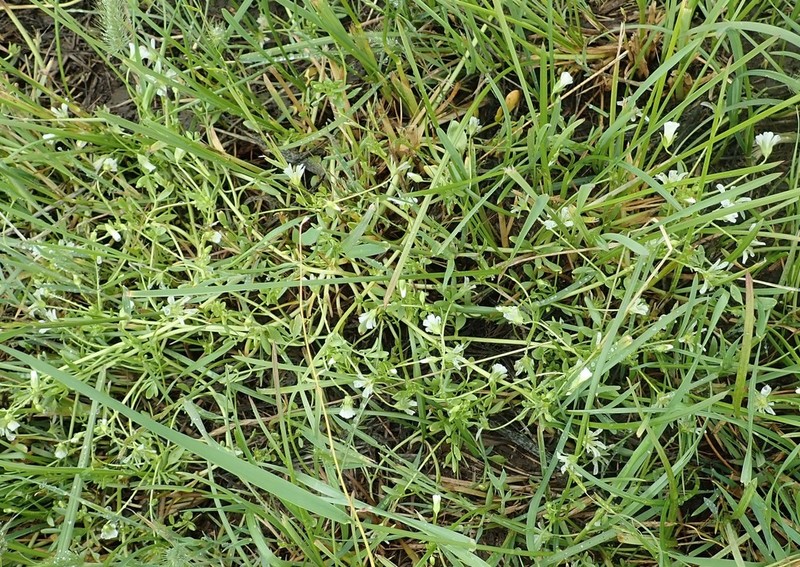 Baker's Meadowfoam photo 4