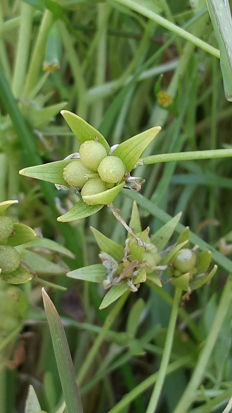 Baker's Meadowfoam photo 6
