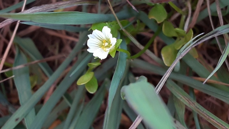 Baker's Meadowfoam photo 7