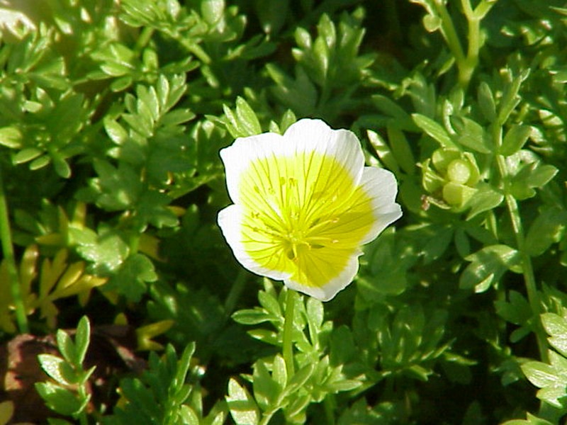 Douglas' Meadowfoam