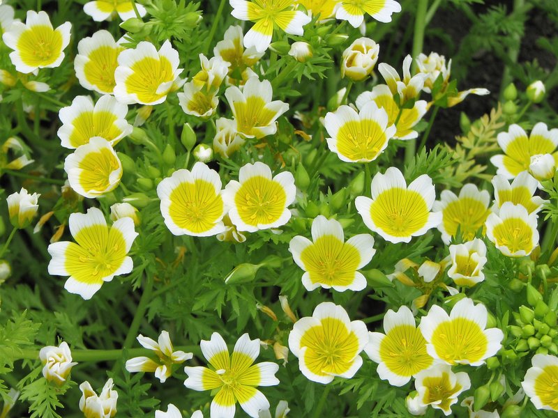 Douglas' Meadowfoam photo 5