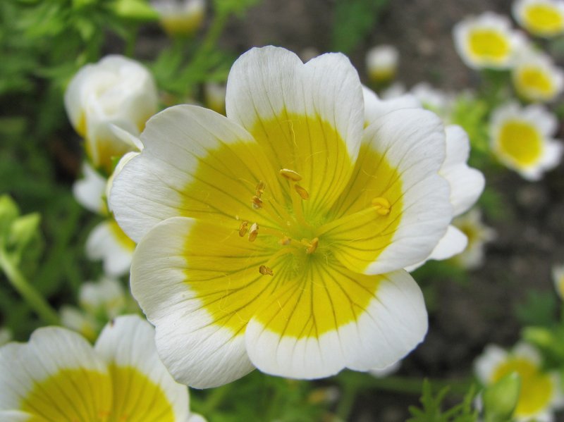 Douglas' Meadowfoam photo 6