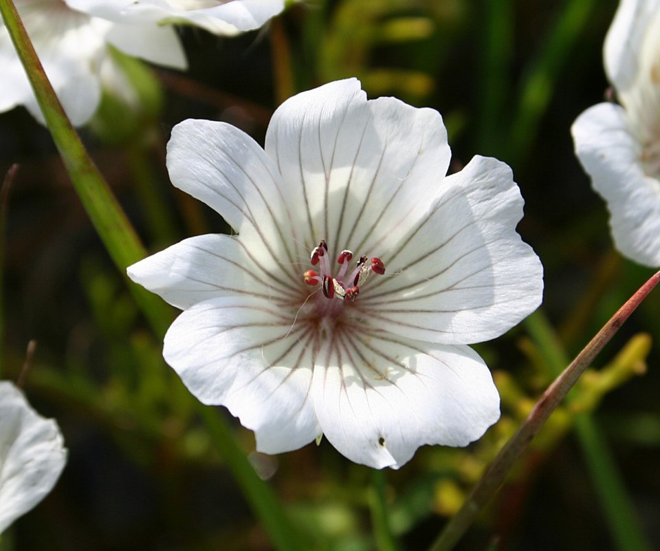 Douglas' Meadowfoam photo 7