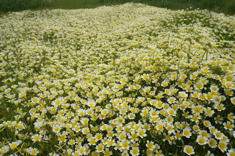 Douglas' Meadowfoam photo 5