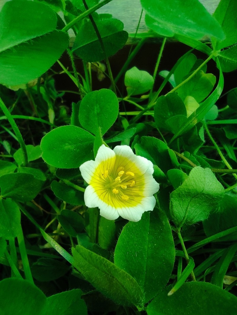 Douglas' Meadowfoam photo 6