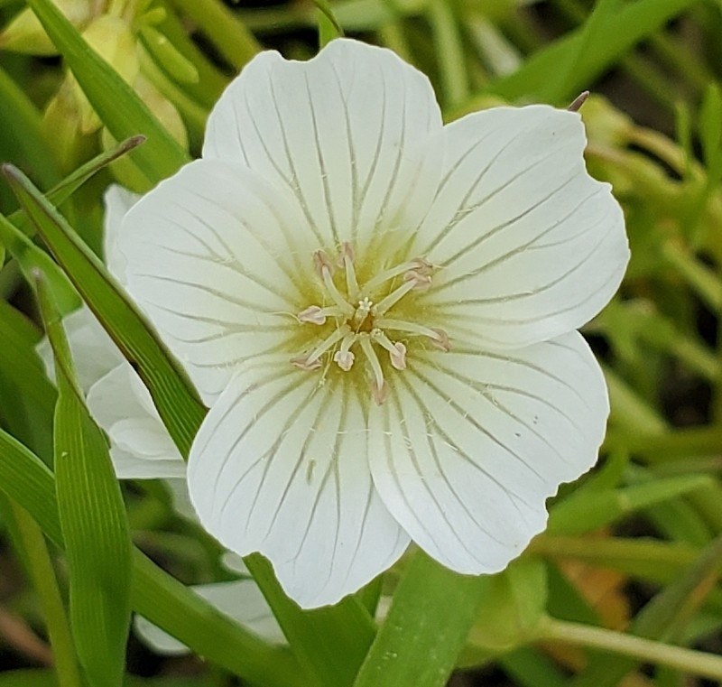 Douglas' Meadowfoam photo 7