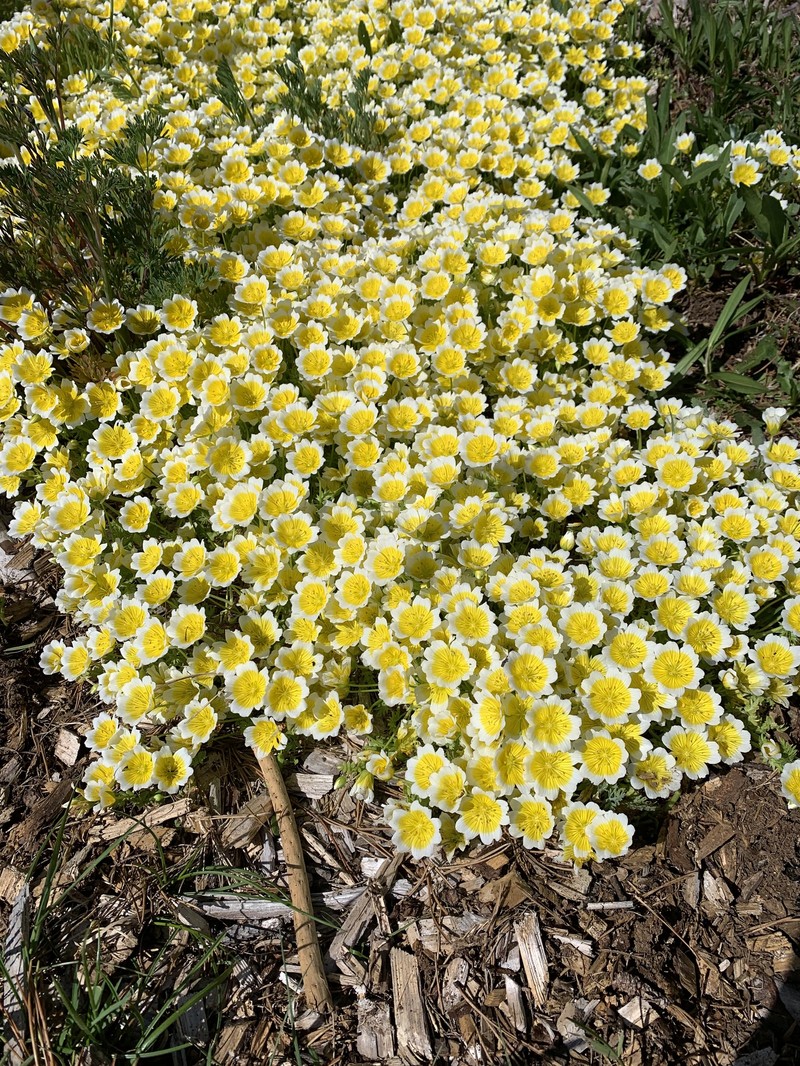 Limnanthes douglasii subsp. douglasii
