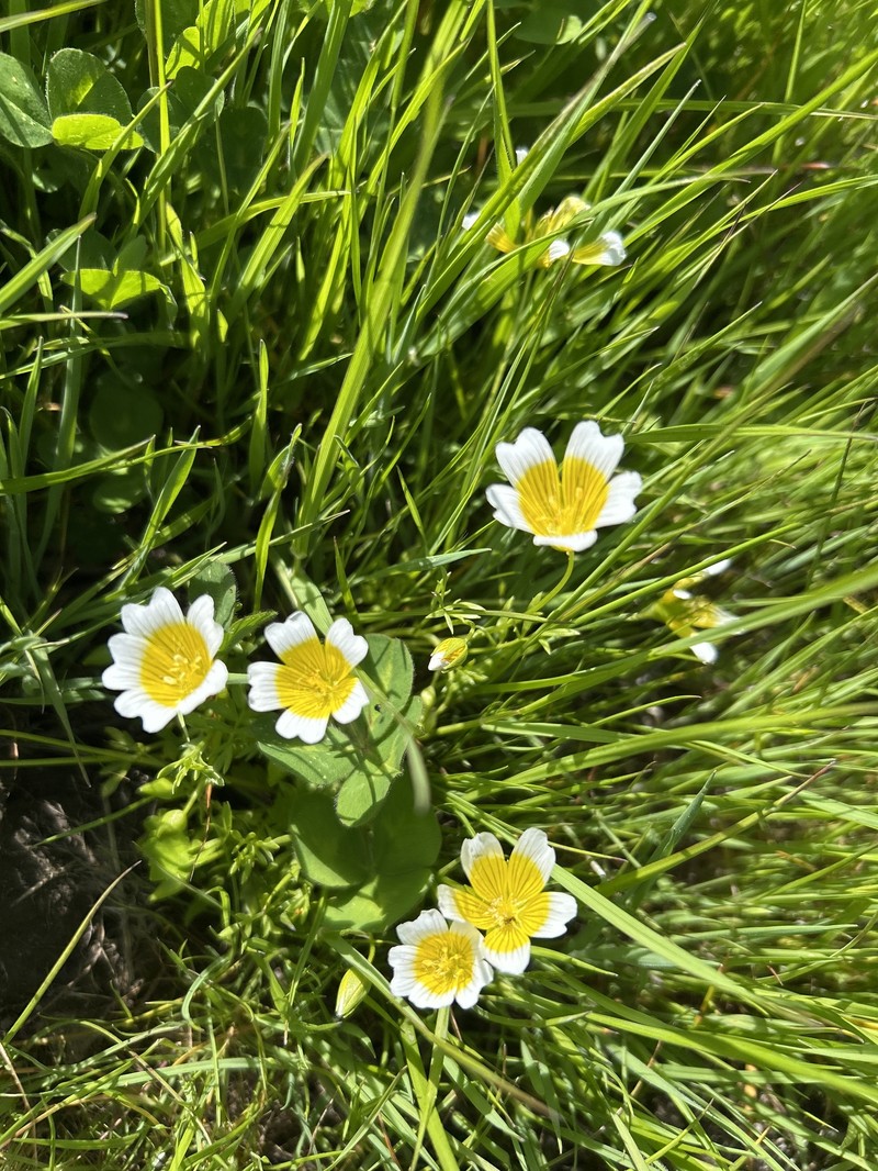 Limnanthes douglasii subsp. douglasii photo 2