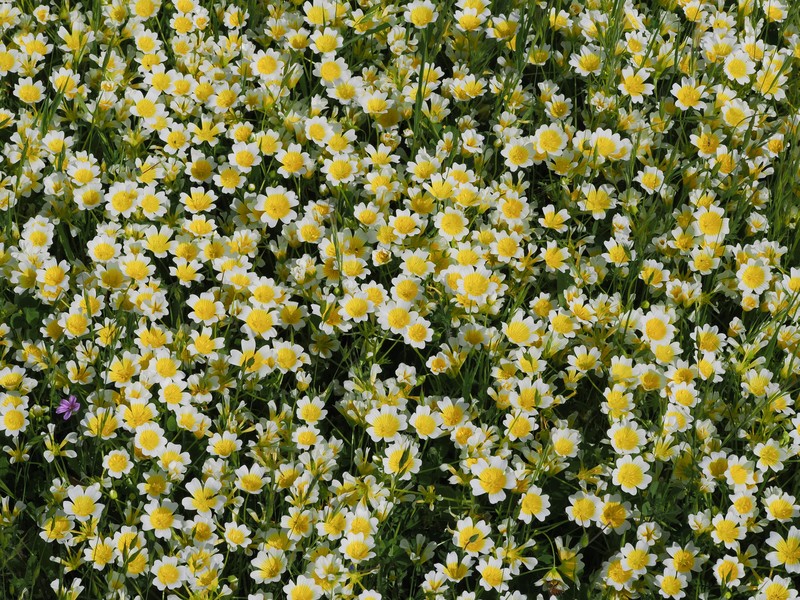 Limnanthes douglasii subsp. douglasii photo 3