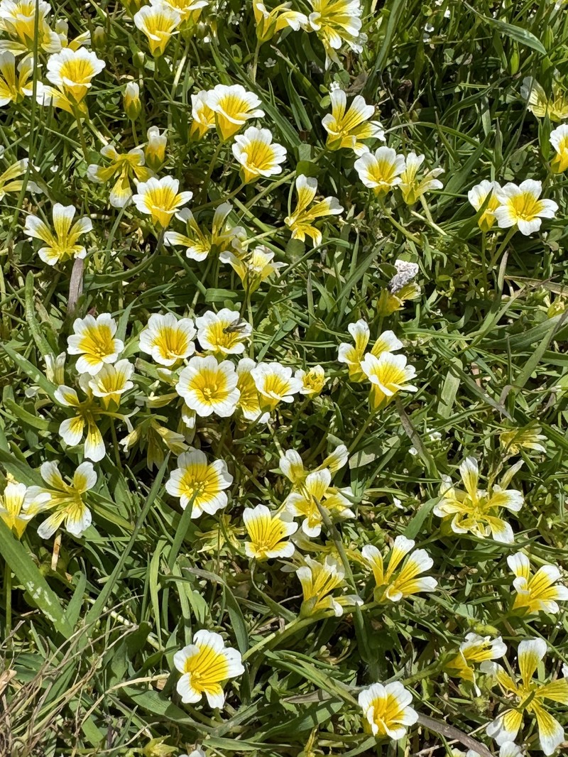 Limnanthes douglasii subsp. douglasii photo 4