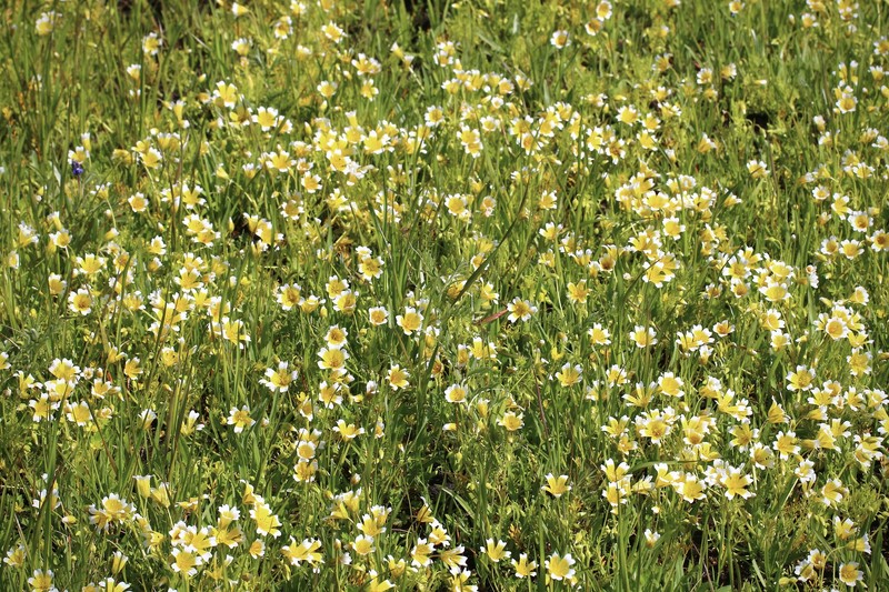 Limnanthes douglasii subsp. douglasii photo 5