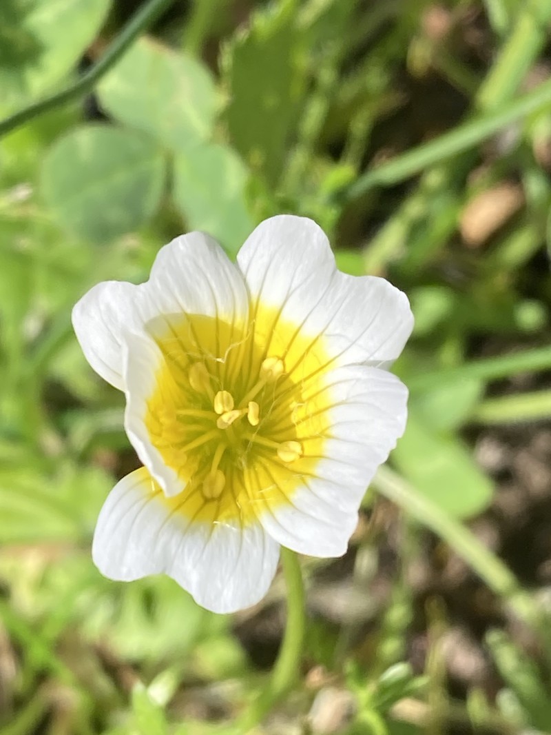 Limnanthes douglasii subsp. douglasii photo 6