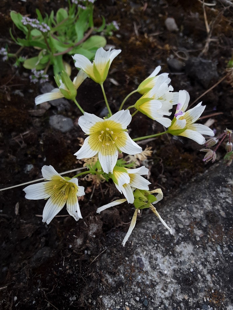 Limnanthes douglasii subsp. douglasii photo 7