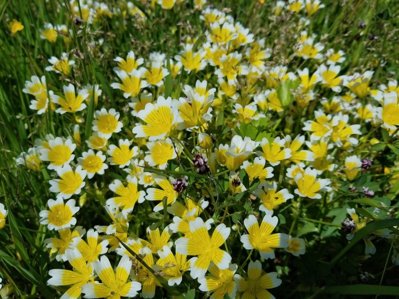Limnanthes douglasii subsp. douglasii photo 8