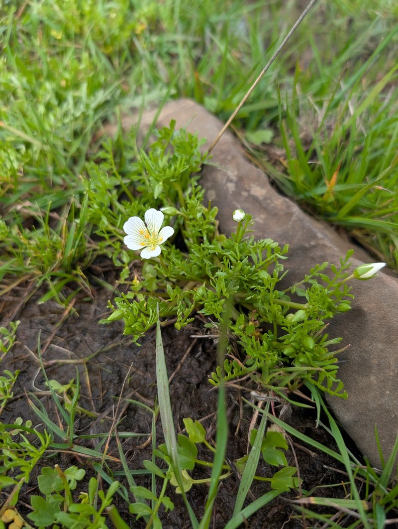 Limnanthes douglasii subsp. nivea