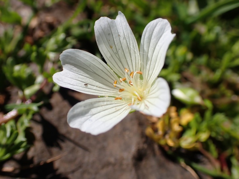 Limnanthes douglasii subsp. nivea photo 2