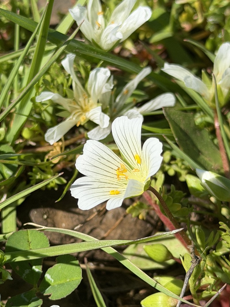 Limnanthes douglasii subsp. nivea photo 3