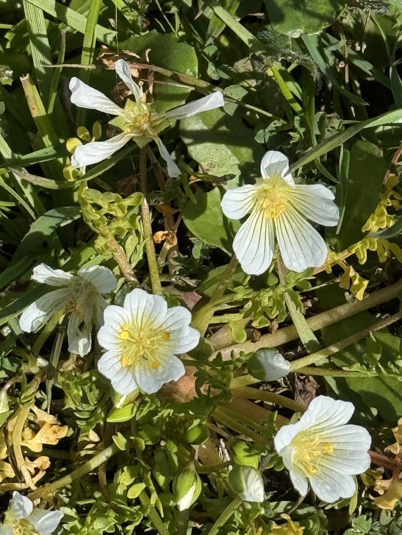 Limnanthes douglasii subsp. nivea photo 4