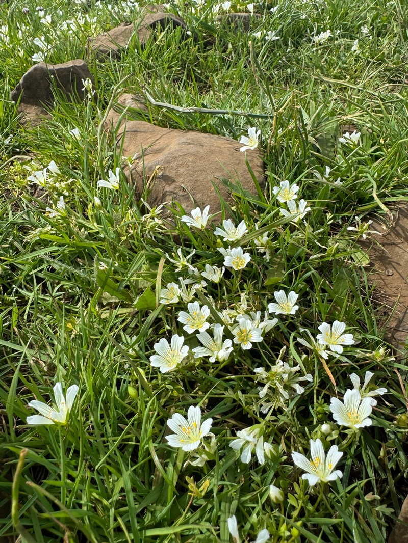Limnanthes douglasii subsp. nivea photo 5