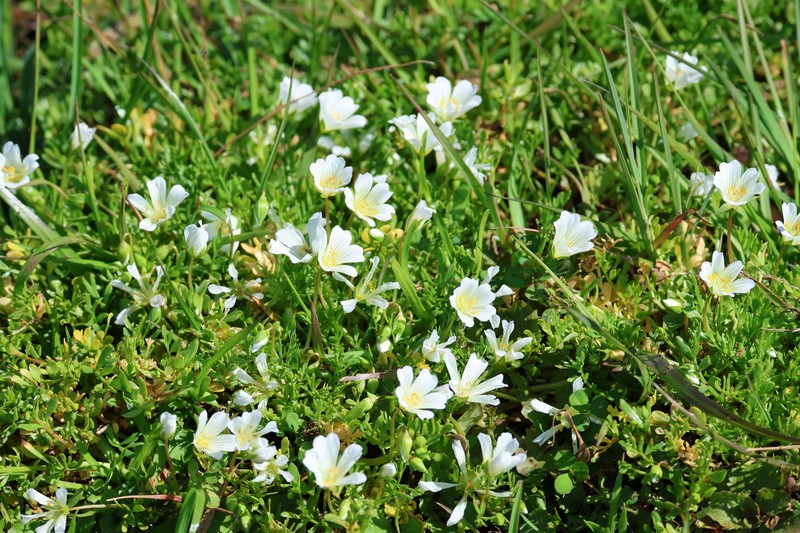 Limnanthes douglasii subsp. nivea photo 6