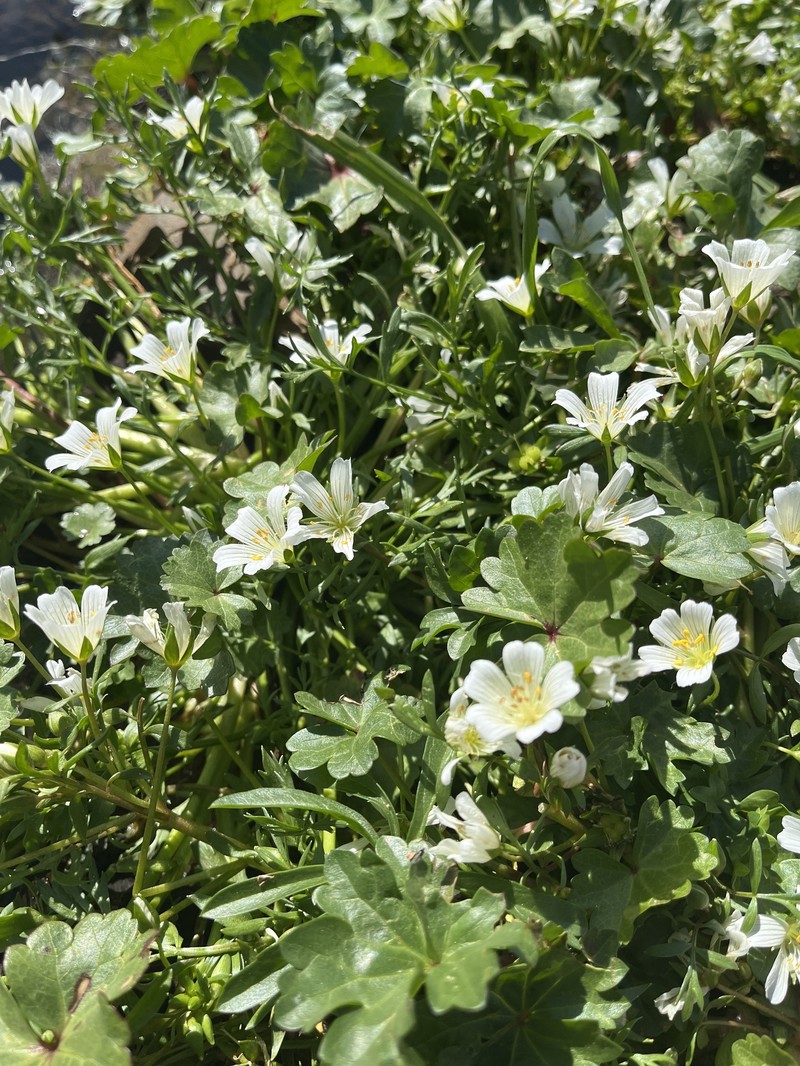 Limnanthes douglasii subsp. nivea photo 7