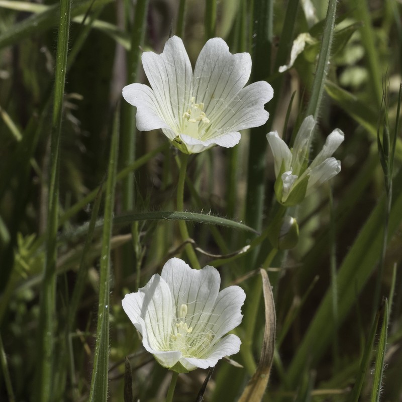 Limnanthes douglasii subsp. nivea photo 8