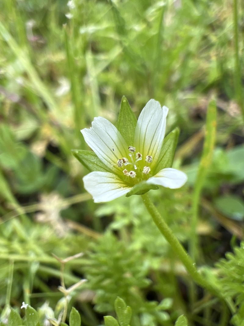 Limnanthes douglasii subsp. ornduffii