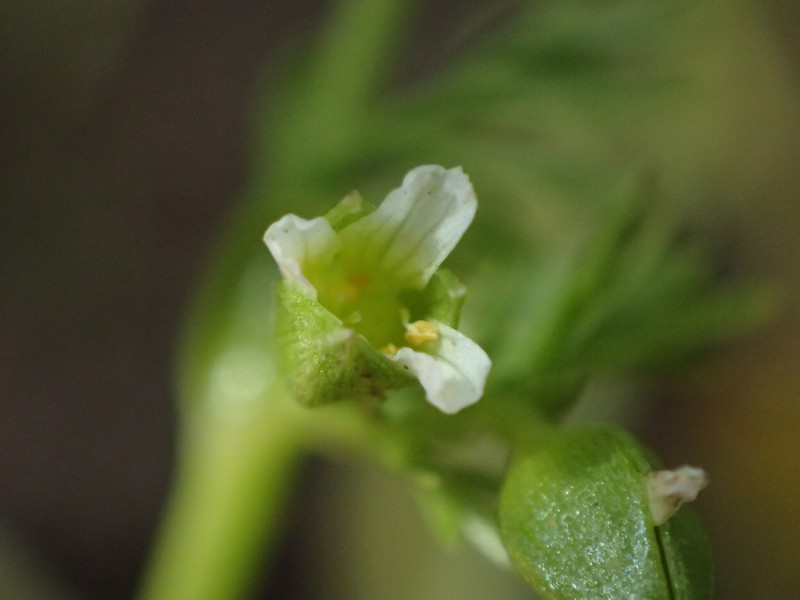 Limnanthes douglasii subsp. ornduffii photo 2