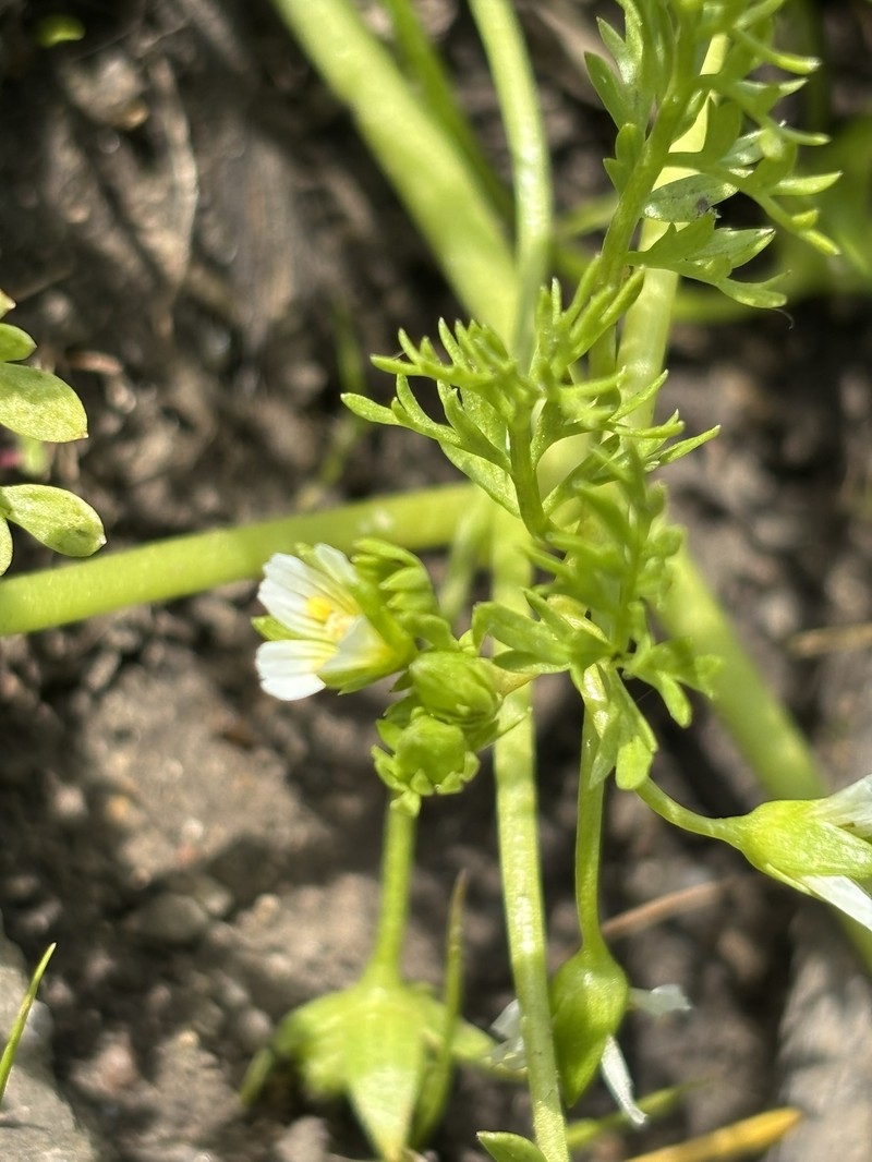 Limnanthes douglasii subsp. ornduffii photo 3