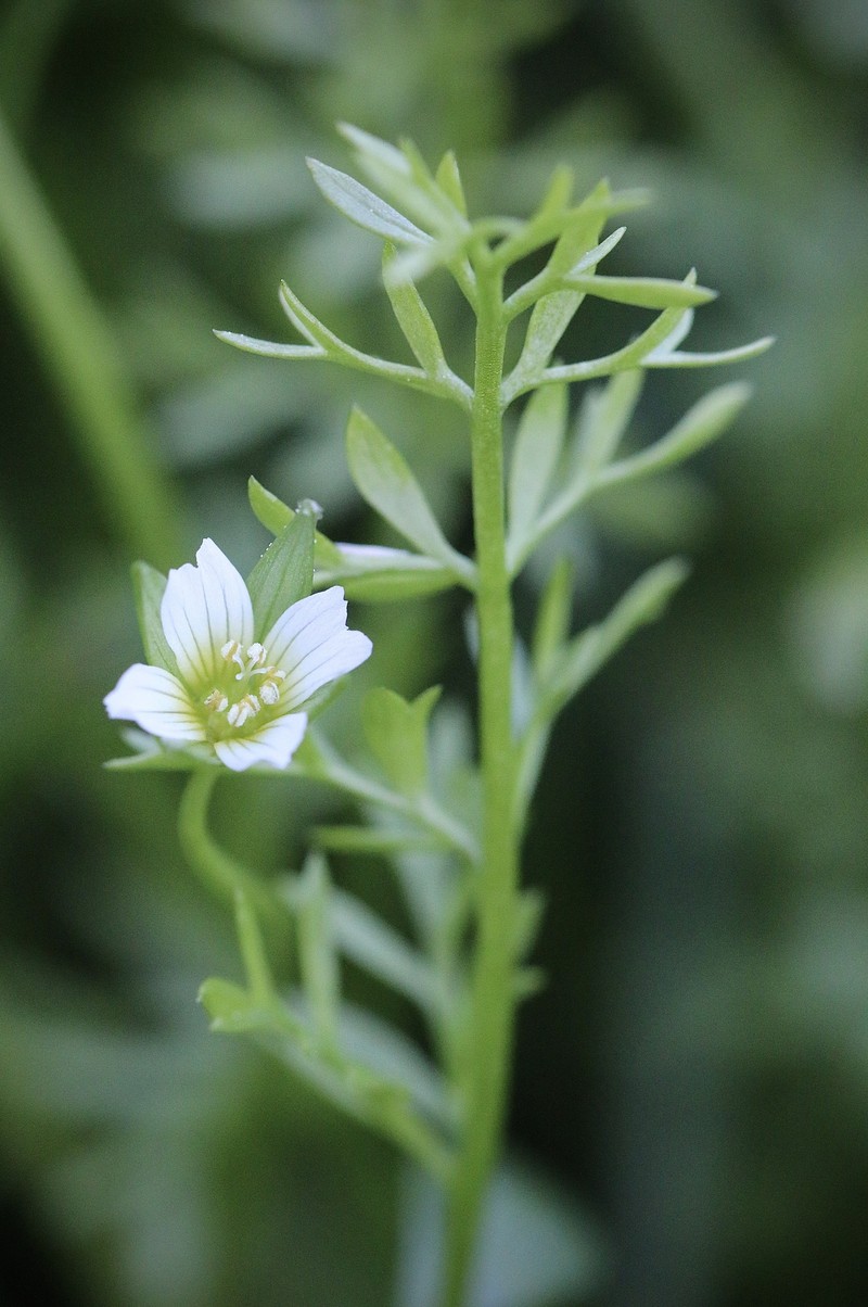 Limnanthes douglasii subsp. ornduffii photo 4