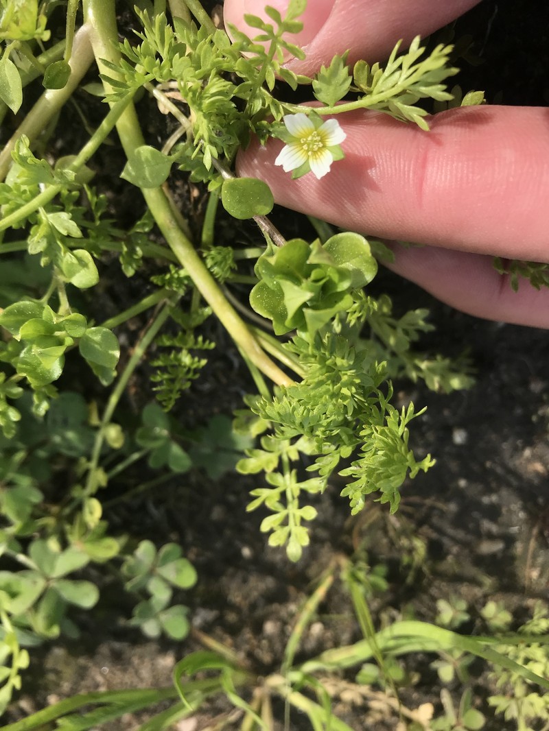 Limnanthes douglasii subsp. ornduffii photo 5