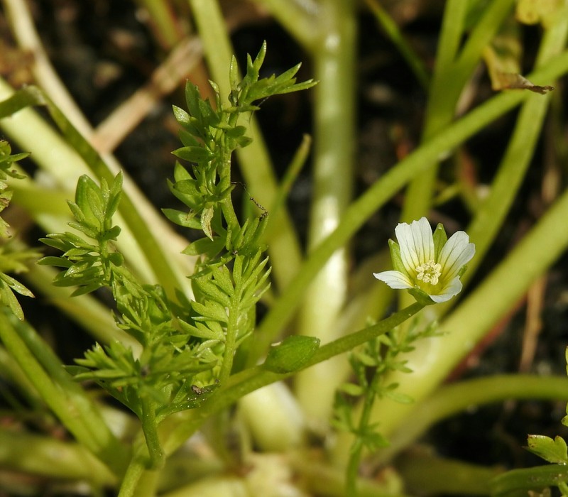 Limnanthes douglasii subsp. ornduffii photo 6