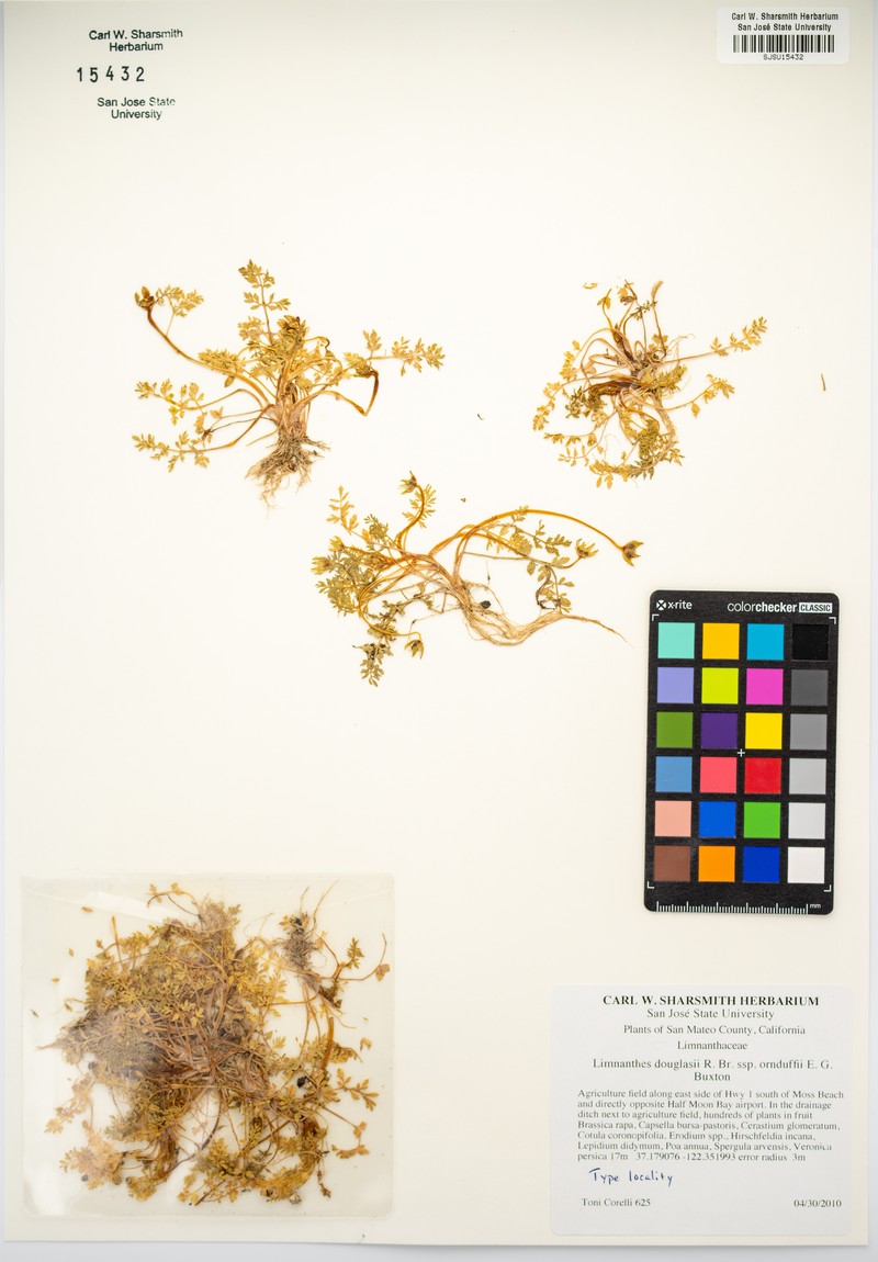 Limnanthes douglasii subsp. ornduffii photo 7