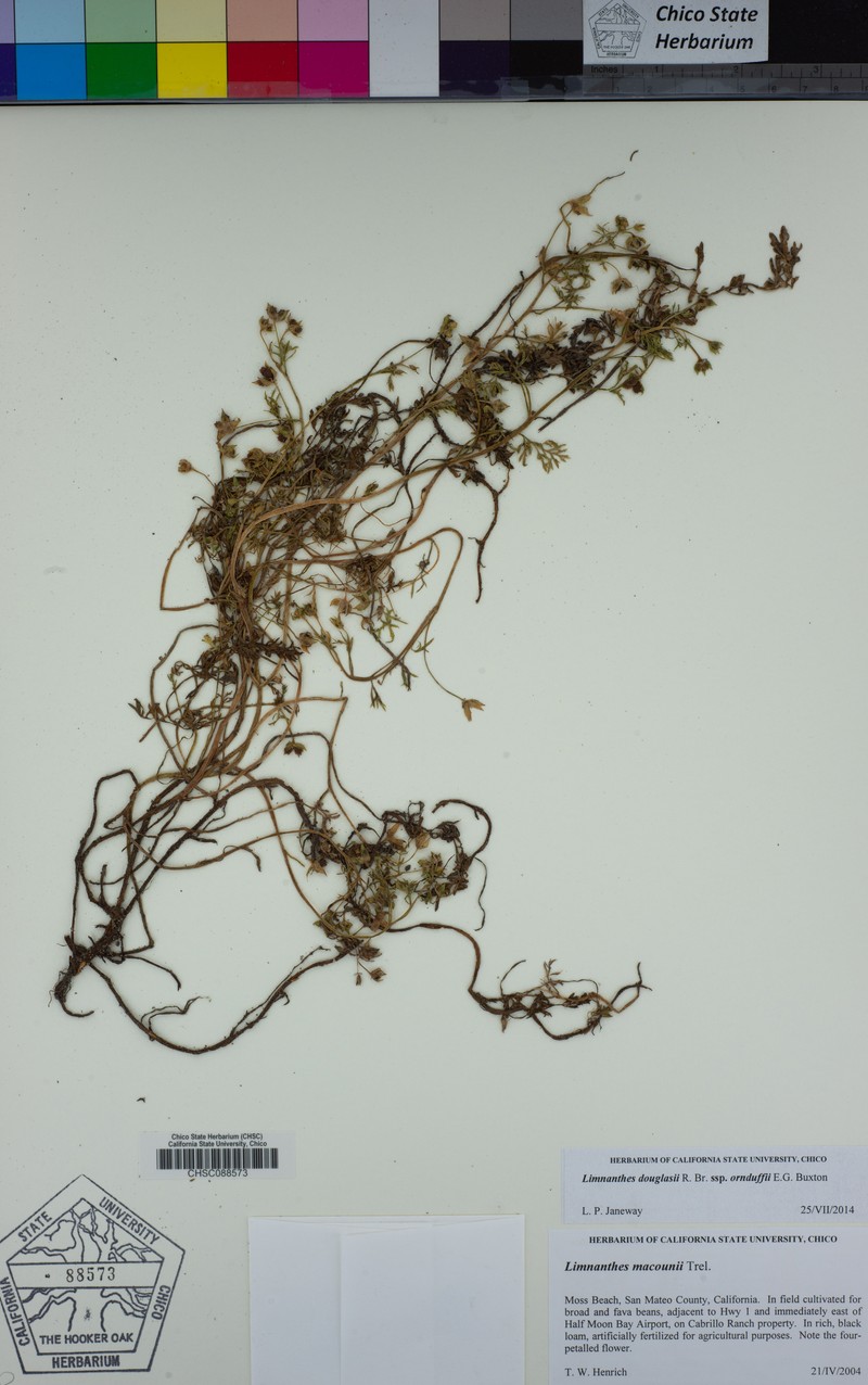 Limnanthes douglasii subsp. ornduffii photo 8