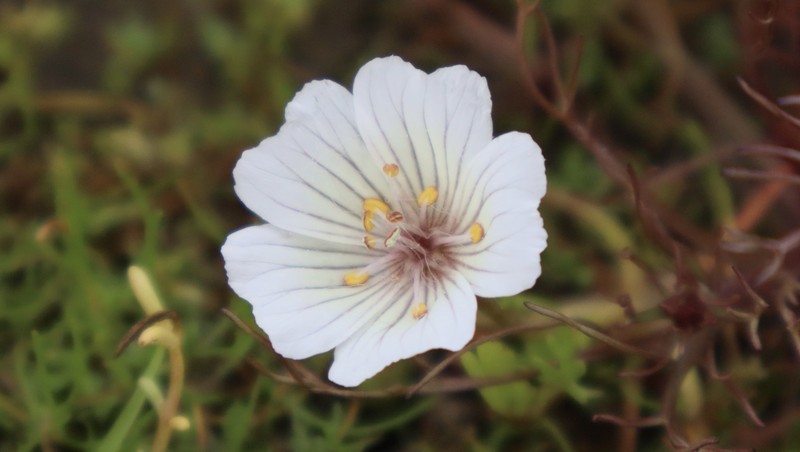 Limnanthes douglasii subsp. rosea