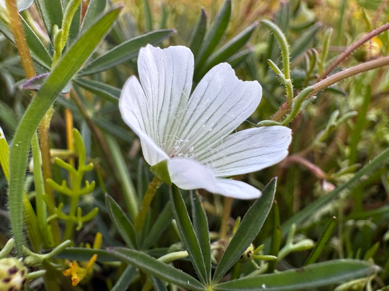Limnanthes douglasii subsp. rosea photo 2