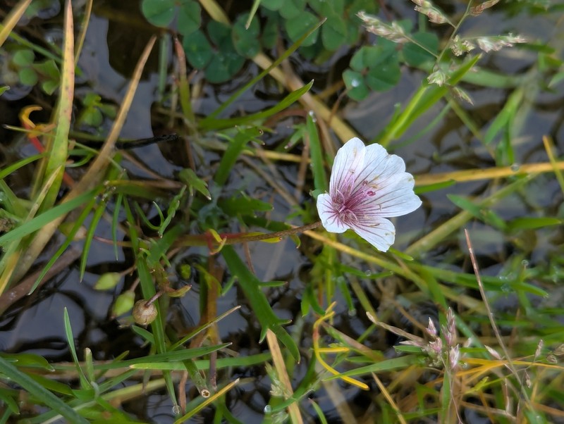 Limnanthes douglasii subsp. rosea photo 3