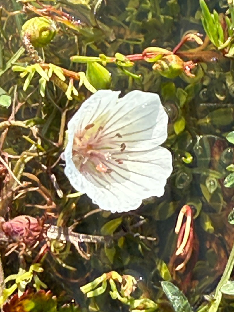 Limnanthes douglasii subsp. rosea photo 4
