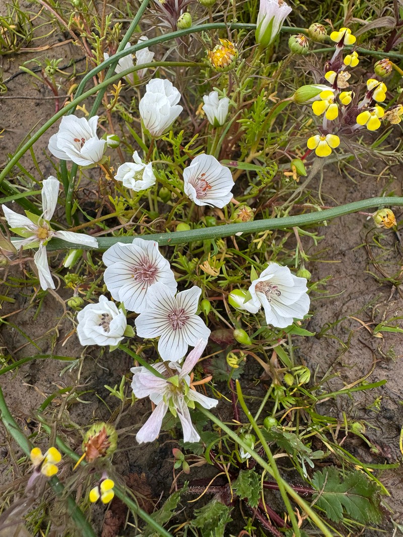 Limnanthes douglasii subsp. rosea photo 5