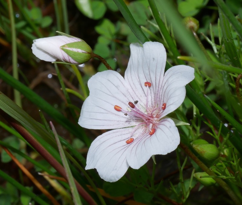 Limnanthes douglasii subsp. rosea photo 6