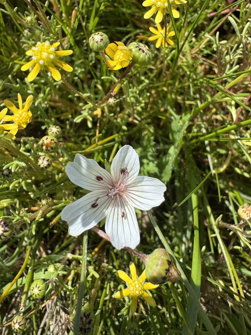 Limnanthes douglasii subsp. rosea photo 7