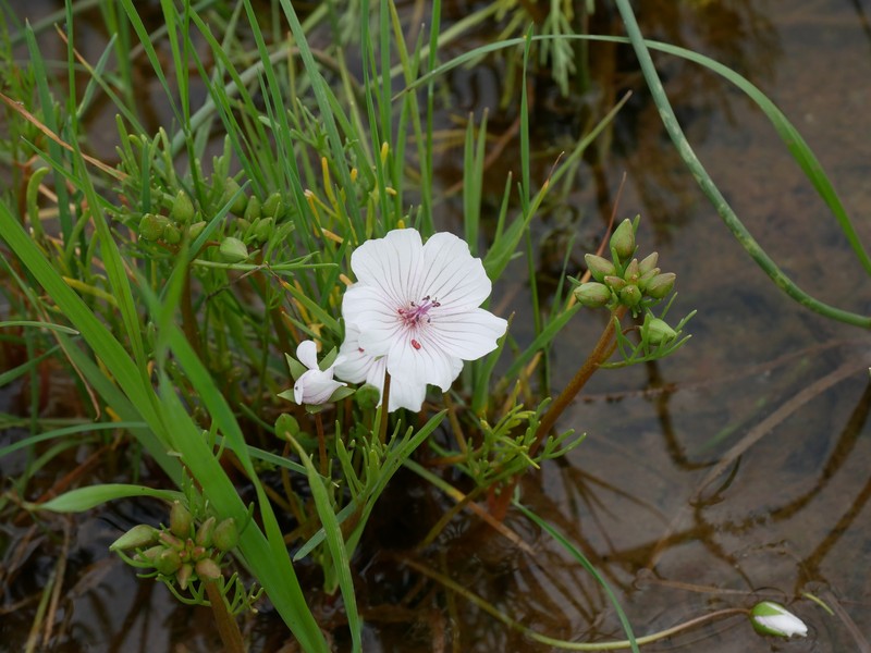 Limnanthes douglasii subsp. rosea photo 8