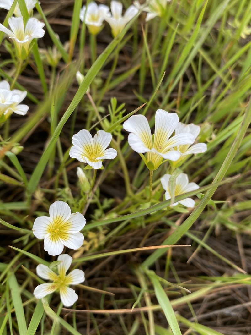 Foothill Meadowfoam