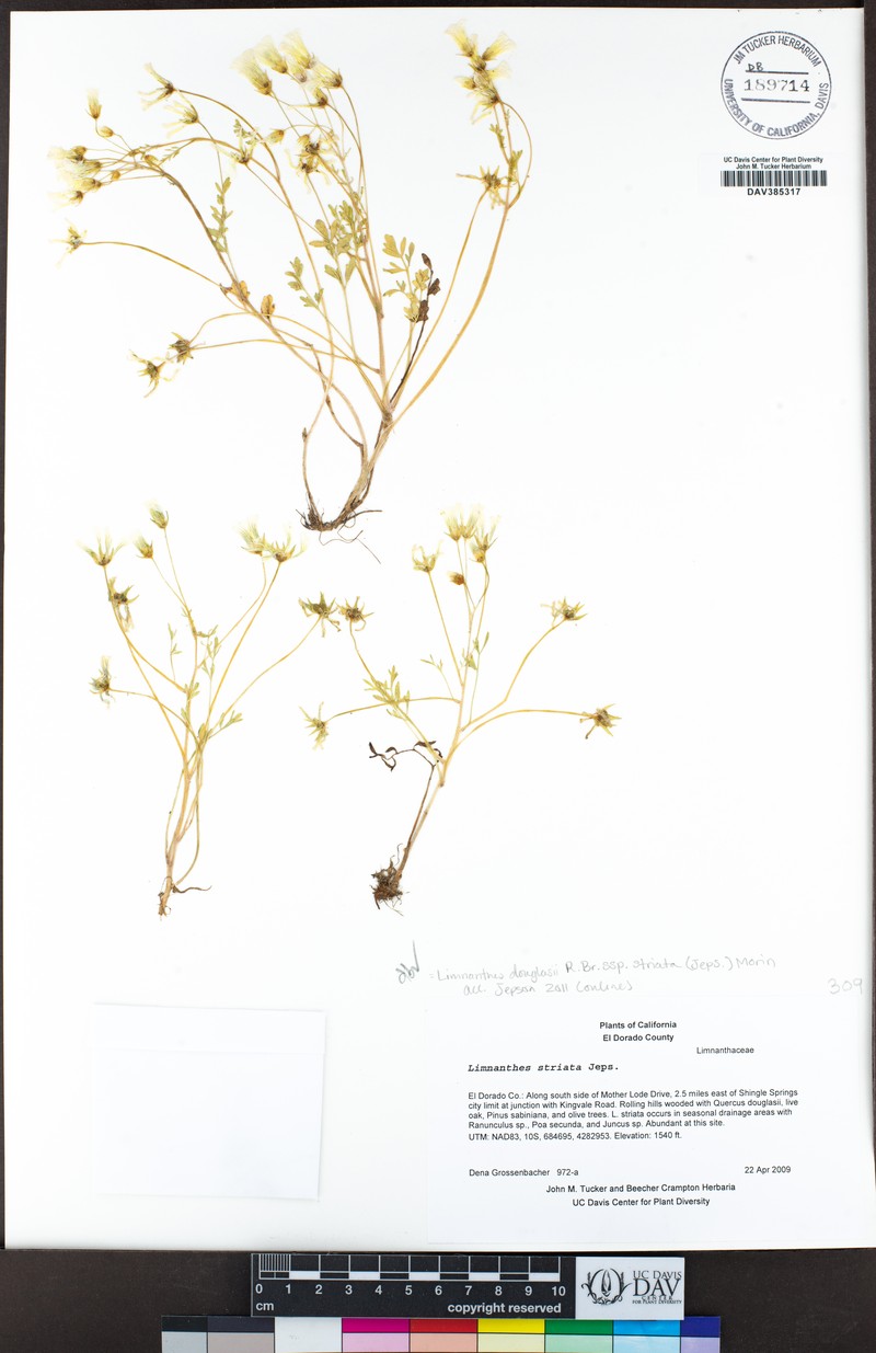 Foothill Meadowfoam photo 6